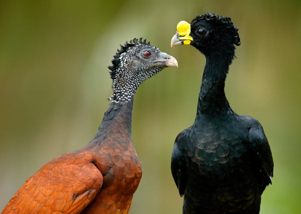 Eagle Eye Tours - Costa Rica: Caribbean Mountains to Coast
