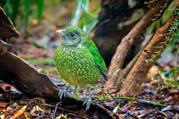 Eagle Eye Tours - Eastern Australia Tour