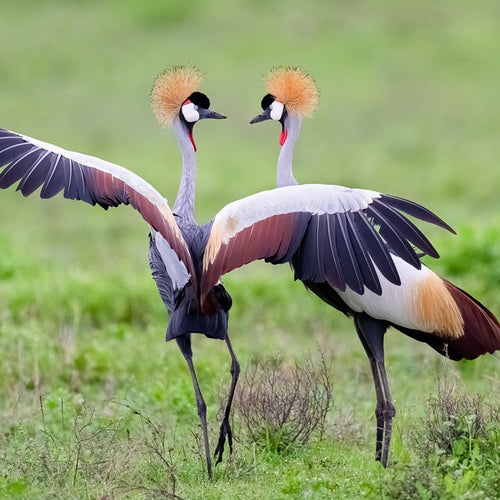 Tanzania for Apr 1, 2026 to Apr 16, 2026