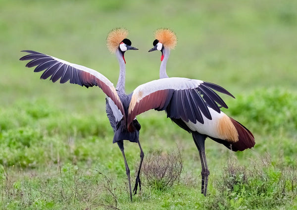 Eagle Eye Tours - Tanzania