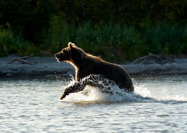 Eagle Eye Tours - Khutzeymateen Grizzly Bears