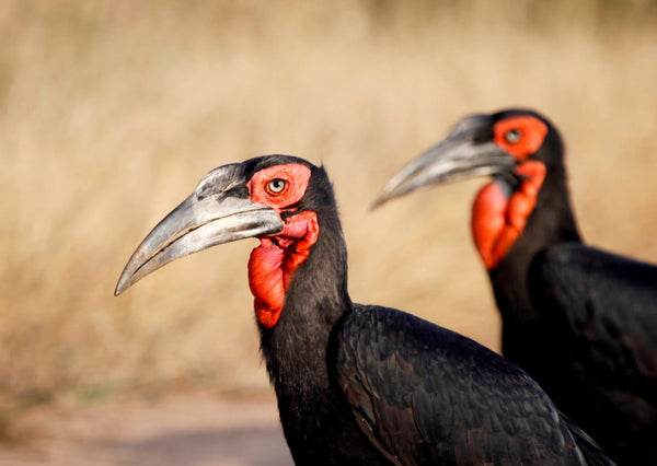Eagle Eye Tours - Tanzania