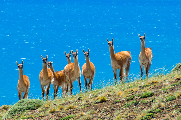 Eagle Eye Tours - Patagonia Wildlife Safari