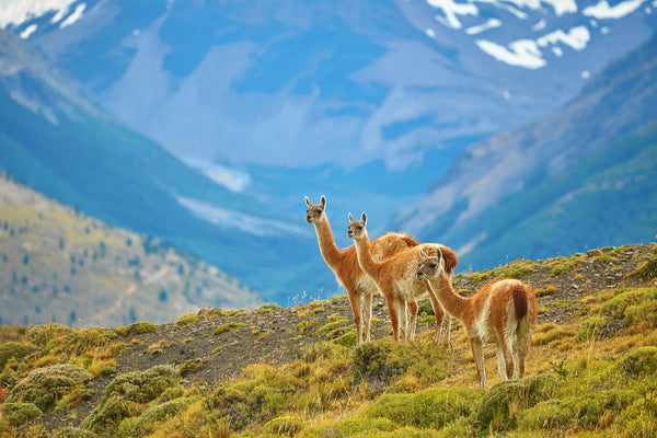Eagle Eye Tours - Patagonia Wildlife Safari