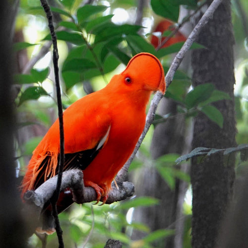 Guyana: Neotropical Wilderness Birding for Jan 11, 2027 to Jan 23, 2027