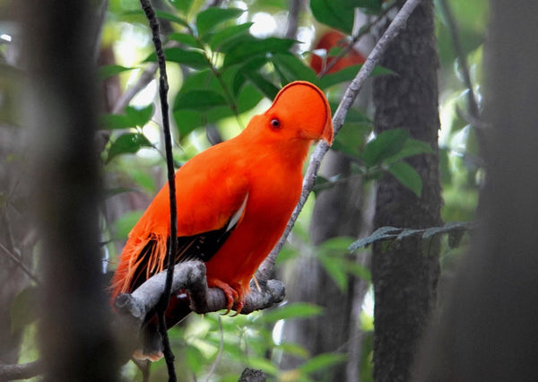 Eagle Eye Tours - Guyana: Neotropical Wilderness Birding