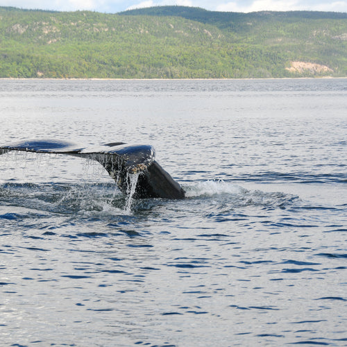Quebec in Fall: Birds & Whales for Sep 22, 2026 to Oct 1, 2026