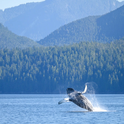 Great Bear Sea Sailing for Aug 18, 2026 to Aug 26, 2026