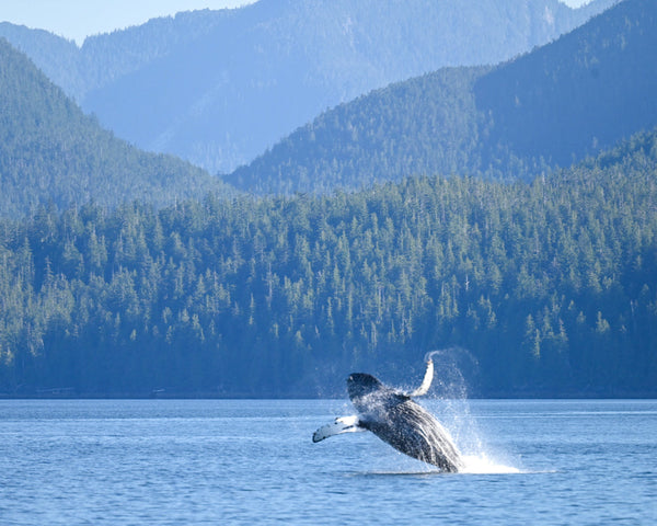Eagle Eye Tours - Great Bear Sea Sailing