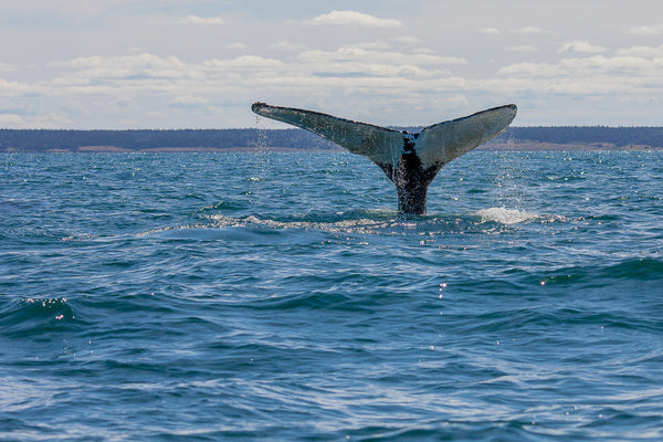 Eagle Eye Tours - Nova Scotia