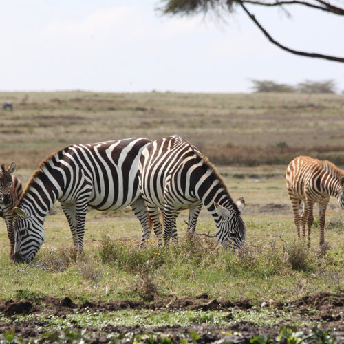 Kenya Birding Safari for April 4 - 18, 2024