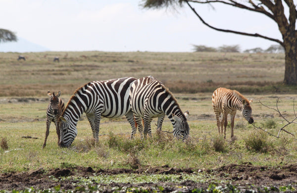 Eagle Eye Tours - Kenya Birding Safari