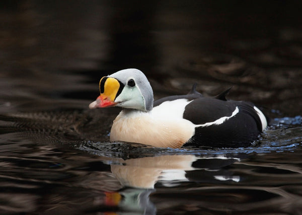 Eagle Eye Tours - High Arctic & Northwest Territories