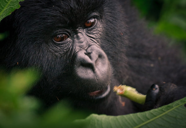 Eagle Eye Tours - Uganda: Birds, Gorillas and Chimpanzees