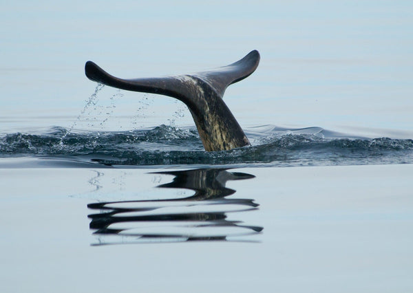 Eagle Eye Tours - Narwhals & Polar Bears: Pond Inlet