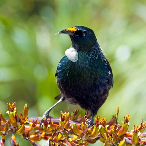 New Zealand: North Island for Nov 3, 2026 to Nov 11, 2026