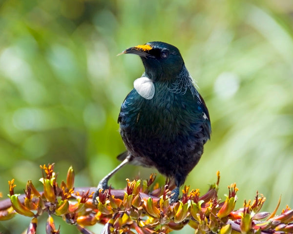 Eagle Eye Tours - New Zealand: North Island