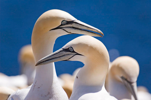 Eagle Eye Tours - Grand Newfoundland Birdwatching