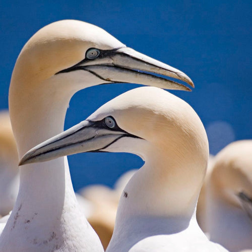 Newfoundland Birding with Canadian Geographic for Jun 3, 2026 to Jun 11, 2026