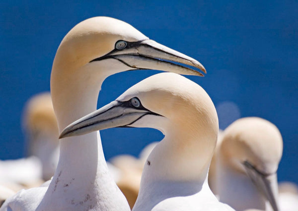 Eagle Eye Tours - Newfoundland Birding with Canadian Geographic
