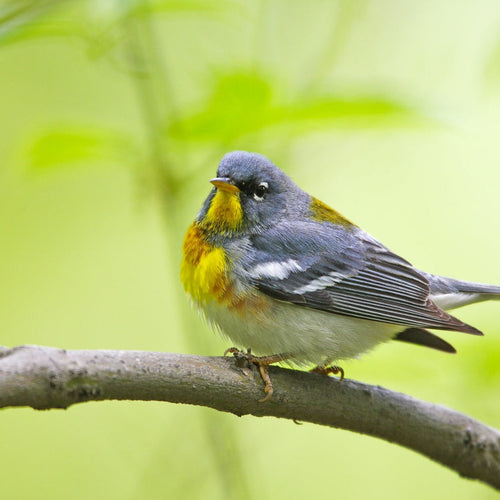 Texas Spring Migration & Hill Country for Apr 14, 2026 to Apr 22, 2026