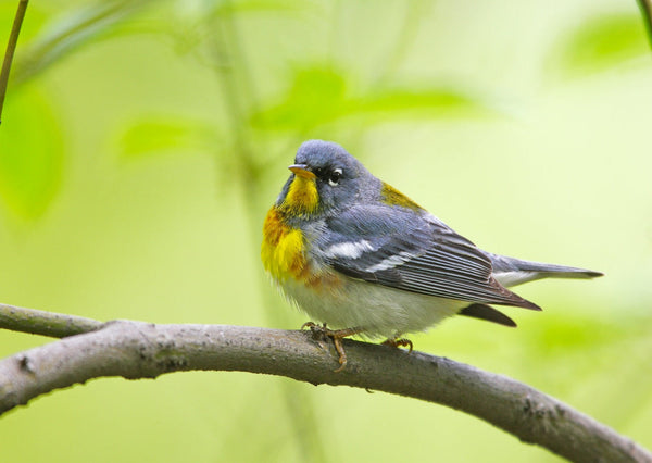 Eagle Eye Tours - Texas Spring Migration & Hill Country