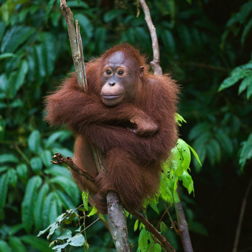 Borneo: Bristleheads & Orangutans for Oct 6, 2026 to Oct 19, 2026