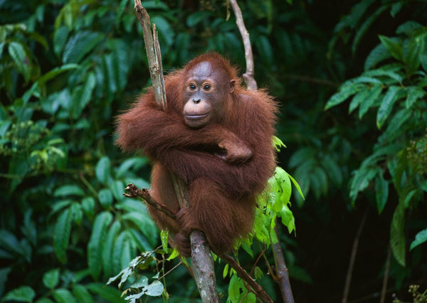 Eagle Eye Tours - Borneo: Bristleheads & Orangutans