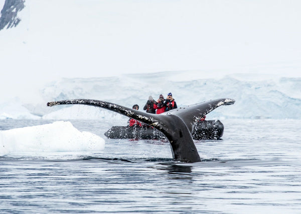Eagle Eye Tours - Crossing the Circle Cruise