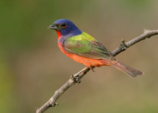 Eagle Eye Tours - Texas Spring Migration & Hill Country