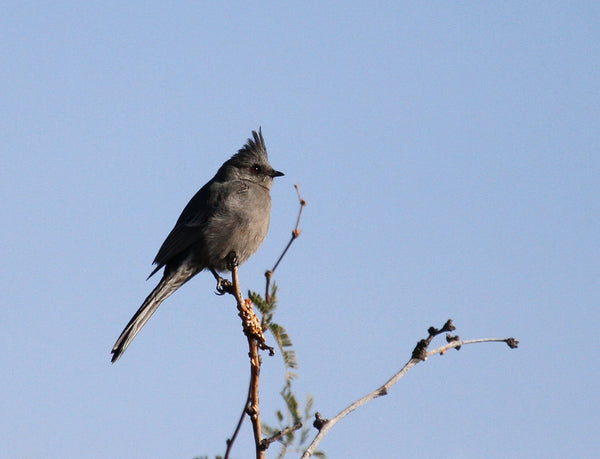 Eagle Eye Tours - Arizona in Winter