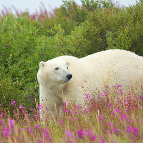 Belugas, Bears & Birds for Jul 3, 2026 to Jul 14, 2026