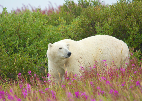 Eagle Eye Tours - Belugas, Bears & Birds