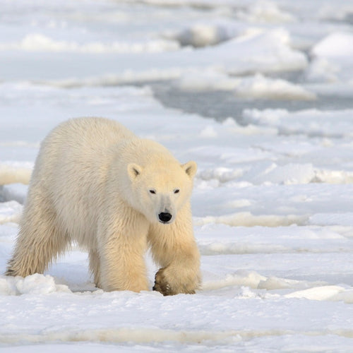 Narwhals & Polar Bears: Pond Inlet for Jun 5, 2026 to Jun 12, 2026