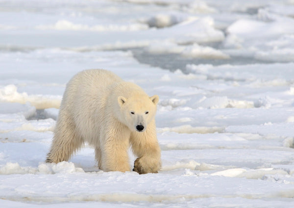 Eagle Eye Tours - Narwhals & Polar Bears: Pond Inlet