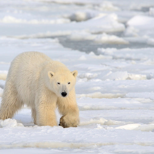 Narwhals & Polar Bears: Naujaat for Jun 21 - 28, 2022