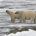 Svalbard Cruise: North to the Midnight Sun for May 18, 2027 to May 25, 2027