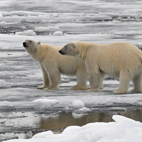 Svalbard Cruise: North to the Midnight Sun for May 18, 2027 to May 25, 2027 / Triple