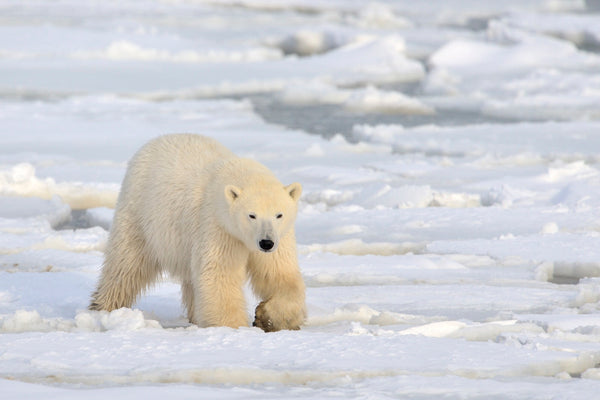 Eagle Eye Tours - Out of the Northwest Passage Cruise