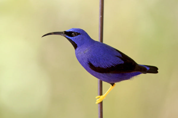Eagle Eye Tours - Trinidad & Tobago Tour