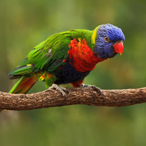 Tropical Australia Tour for Oct 16, 2026 to Oct 24, 2026