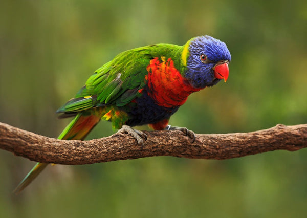 Eagle Eye Tours - Tropical Australia Tour