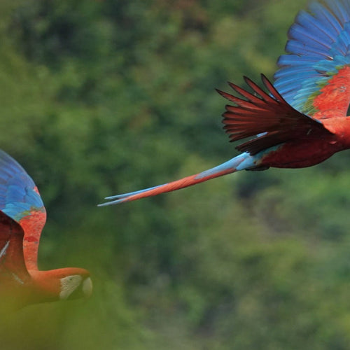 Brazil: Amazon & Pantanal for Sep 25, 2026 to Oct 8, 2026