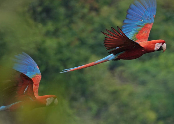 Eagle Eye Tours - Brazil: Amazon & Pantanal