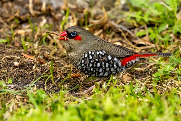 Eagle Eye Tours - Western Australia