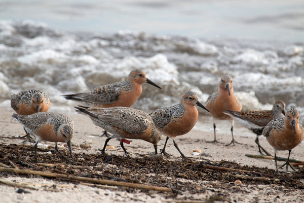 Eagle Eye Tours - Cape May Migration