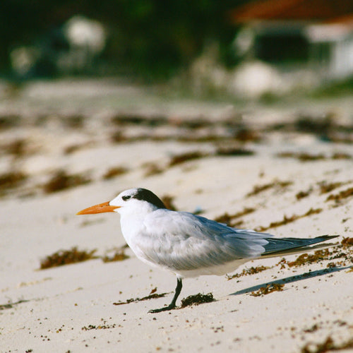 Cape May Migration for Oct 1, 2026 - Oct 7, 2026