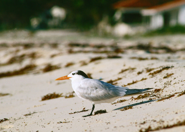 Eagle Eye Tours - Cape May Migration
