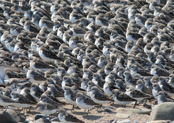Eagle Eye Tours - New Brunswick & Grand Manan