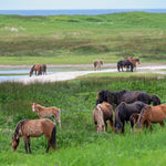 Sable Island Cruise for Jun 13, 2028 to Jun 20, 2028